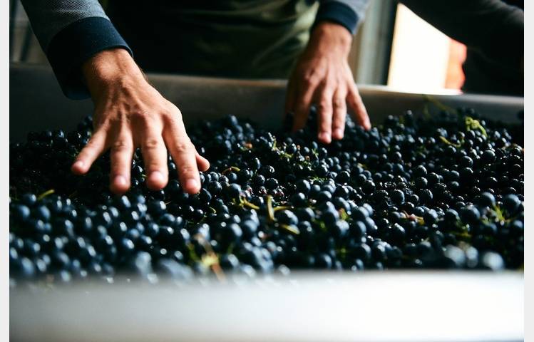 image de Domaine Verzier