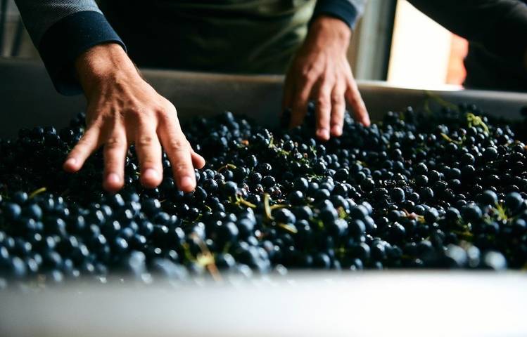 Photo of Domaine Verzier