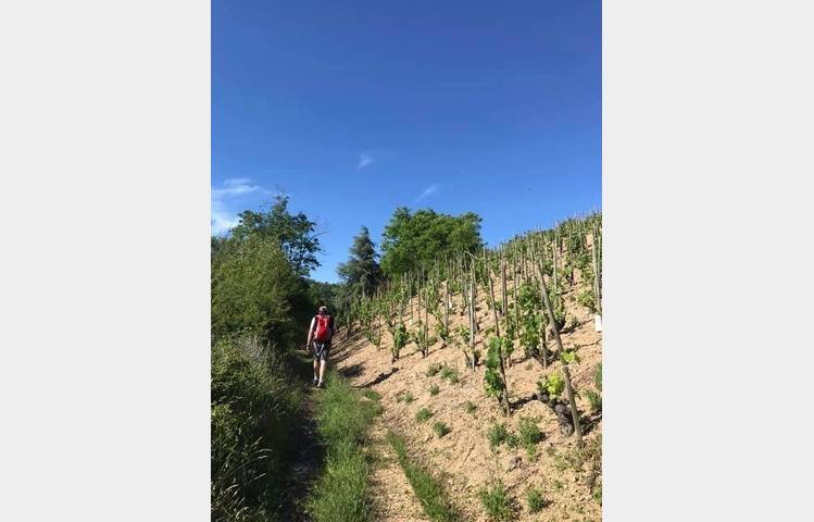 image de Rando Wine au Domaine Lilian Bertrand