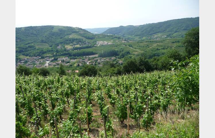 image de Rando Wine au Domaine François Grenier