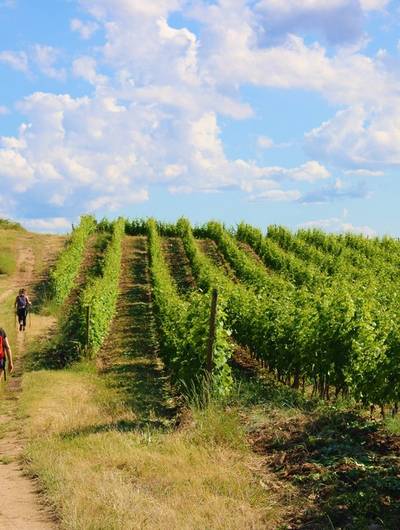 img-rando-wine-au-domaine-francois-grenier