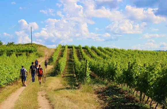 Rando Wine au Domaine François Grenier