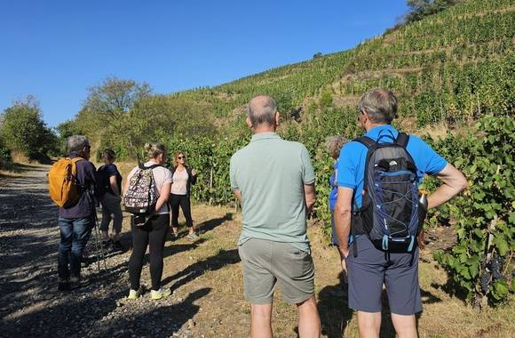 img-wine-walk-at-domaine-grenier