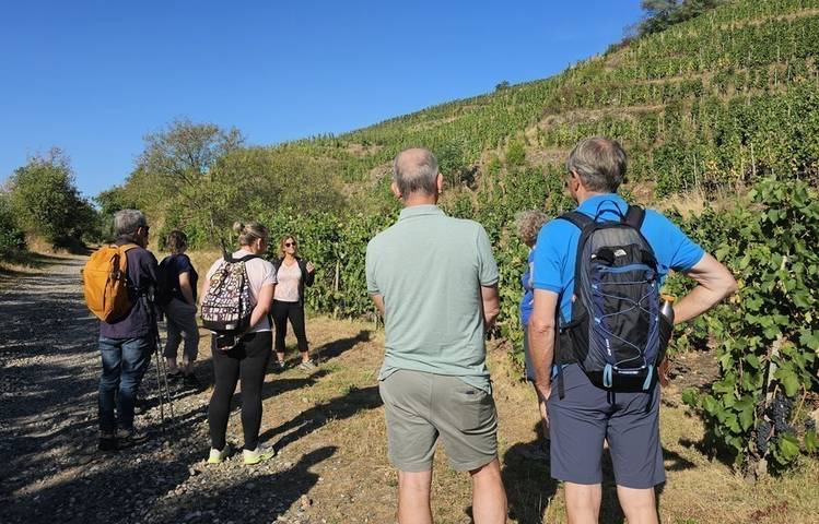 Photo of ANNULE - Rando Wine au Domaine François Grenier