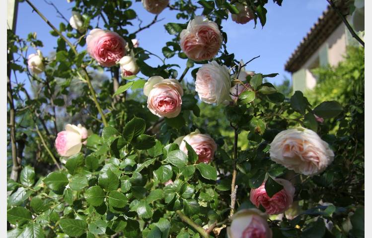 image de La Bastide de la Tour