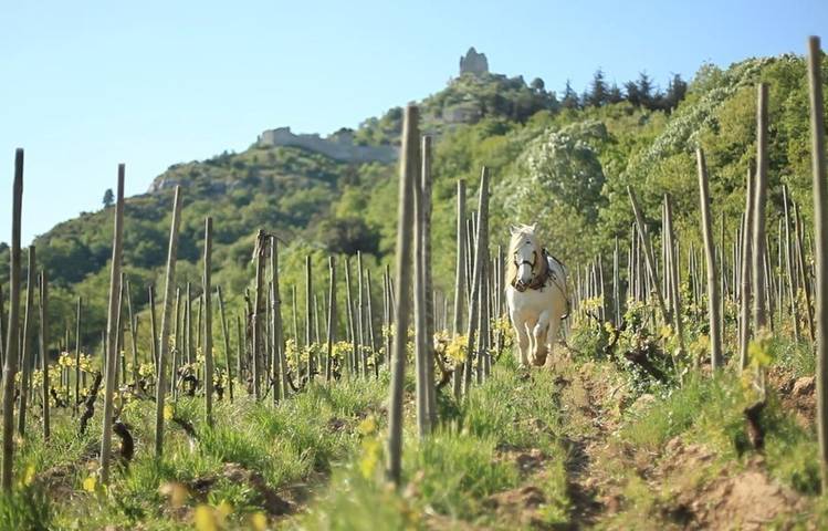 Photo of Domaine Rémy Nodin - La Beylesse