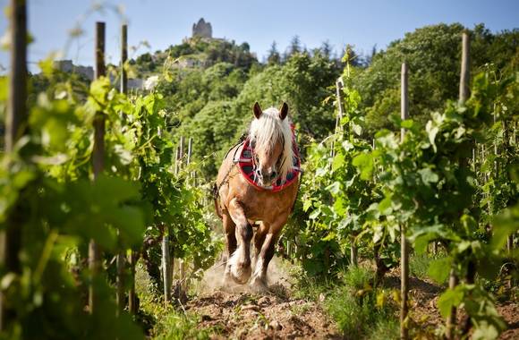 img-domaine-remy-nodin-la-beylesse