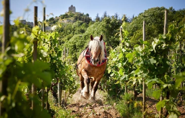 Photo of Domaine Rémy Nodin - La Beylesse