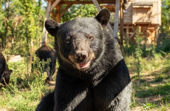 Les Cabanes Perchées du Safari de Peaugres