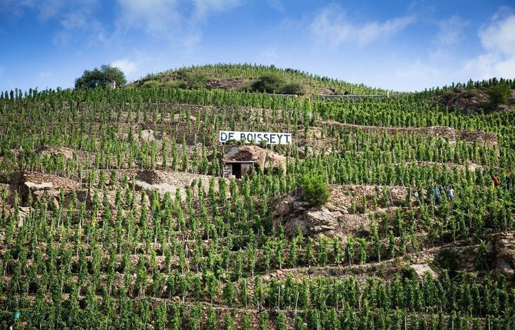 Photo of Vineyard of Boisseyt