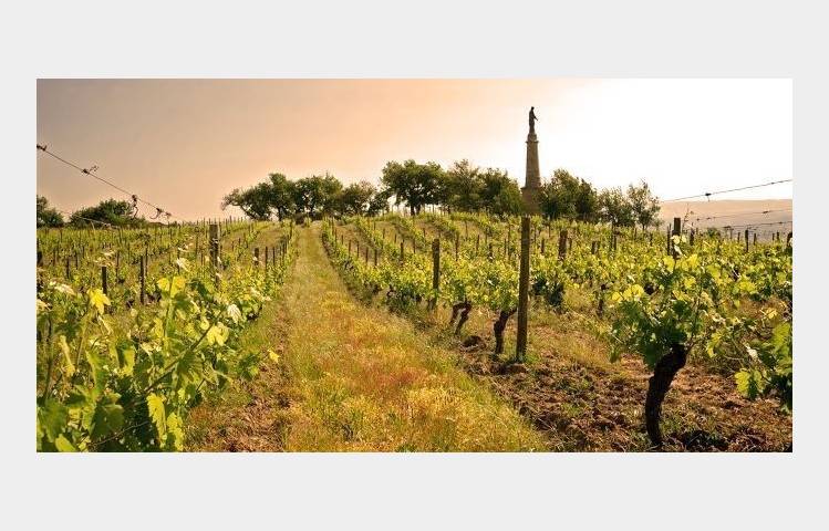 image de Rando Wine at Domaine Verzier