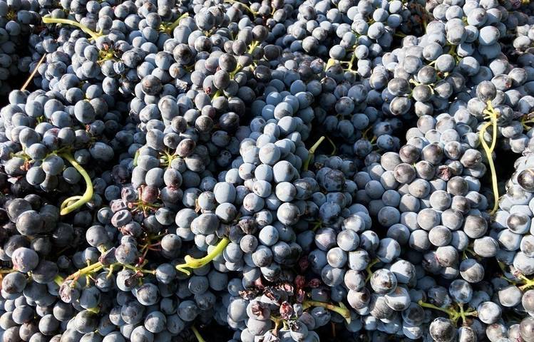Photo of Domaine François Grenier