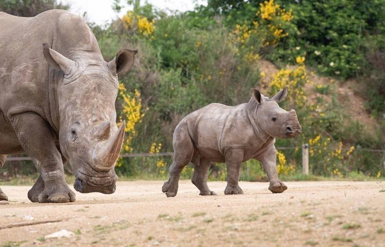 Photo of Peaugres Safari Park
