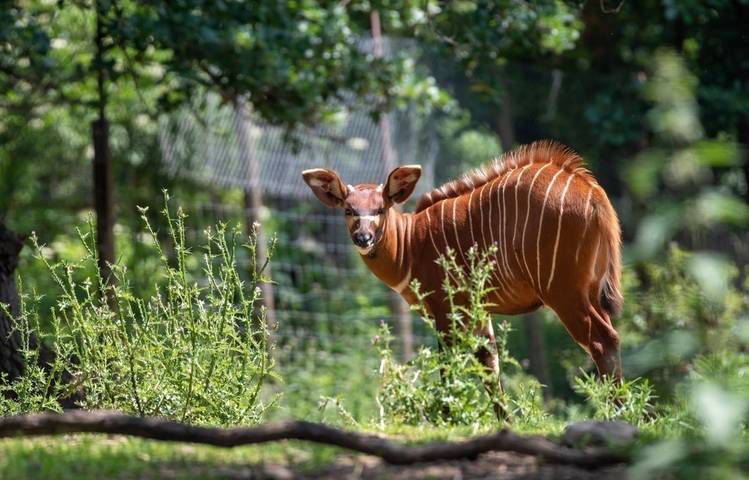 Photo of Peaugres Safari Park