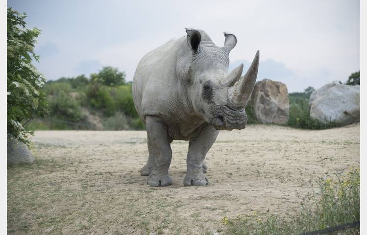 image de Safari de Peaugres