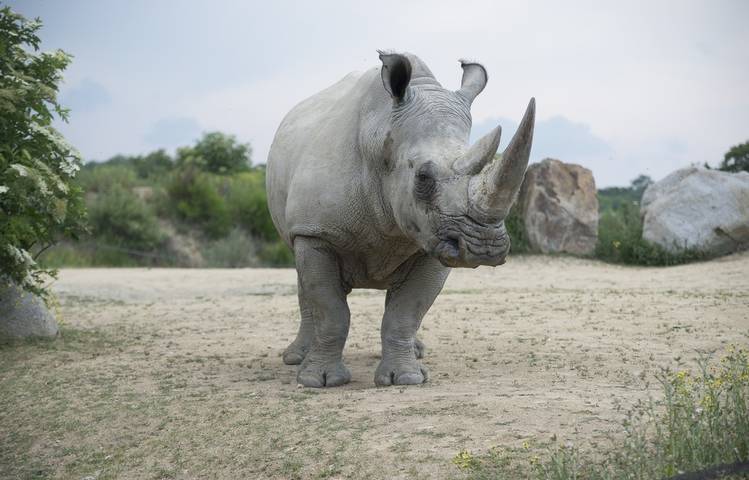 Photo of Peaugres Safari Park