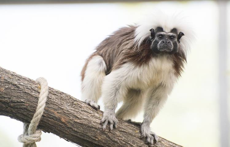 Photo of Peaugres Safari Park