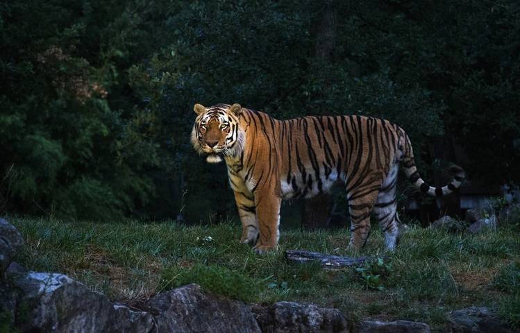 Photo of Peaugres Safari Park