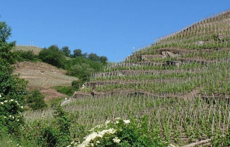 Photo of Vignobles Levet