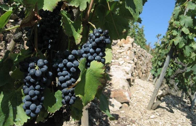 Photo of Vignobles Levet