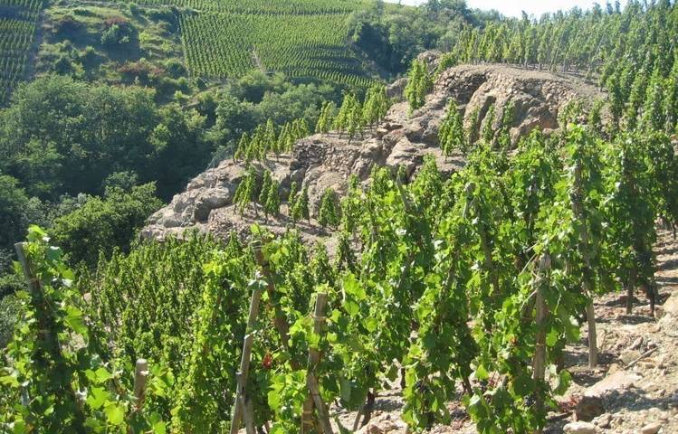 Photo of Vignobles Levet