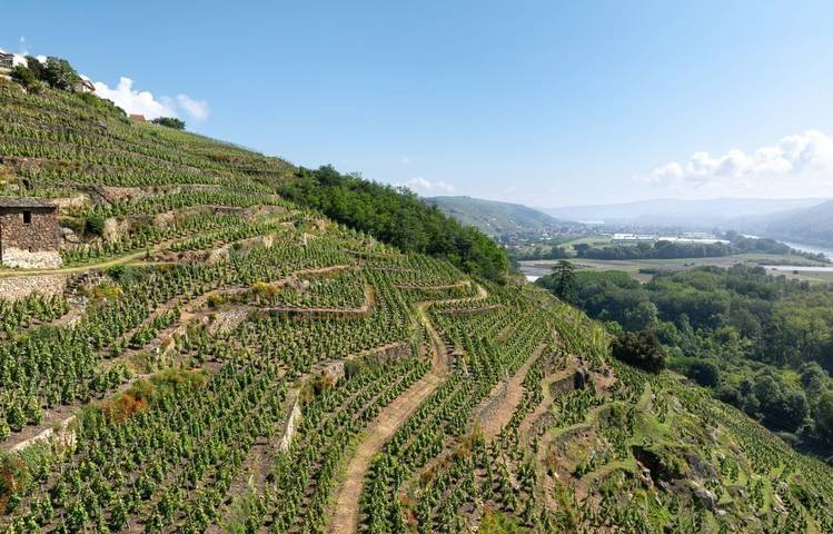 Photo of Mouton Père & Fils
