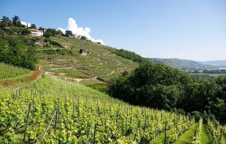 Photo of Mouton Père & Fils