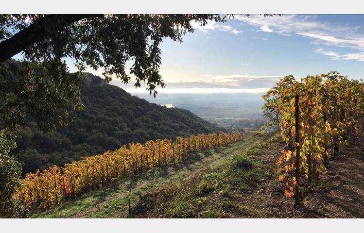 image de Domaine du Coulet, Matthieu Barret