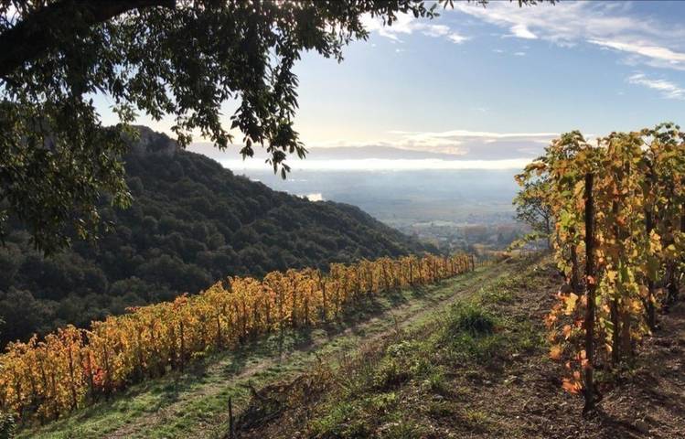 Photo of Domaine du Coulet, Matthieu Barret