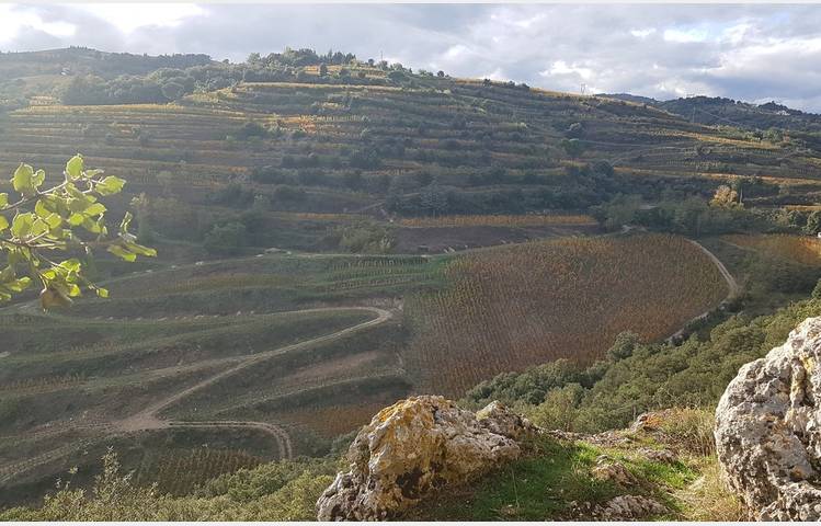 image de Domaine du Coulet, Matthieu Barret