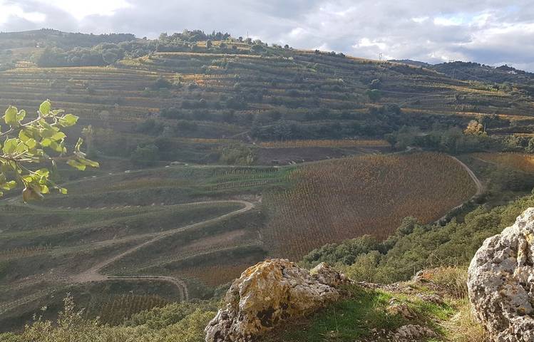 Photo of Domaine du Coulet, Matthieu Barret