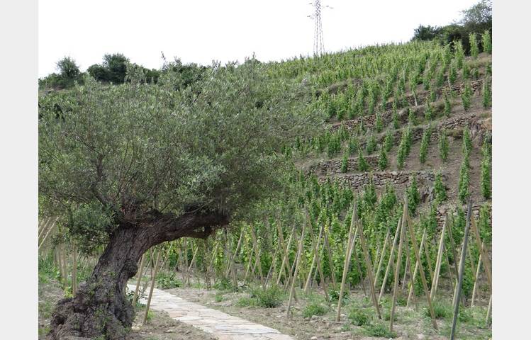image de Domaine Christophe Semaska