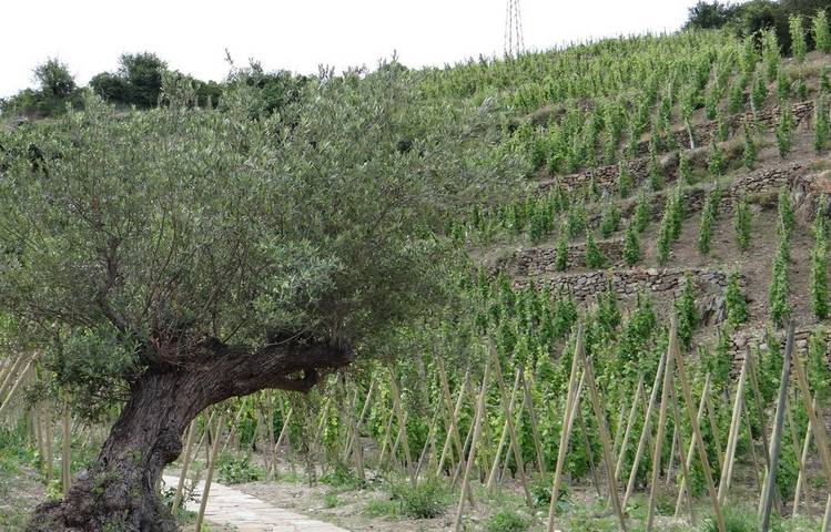 Photo of Domaine Christophe Semaska