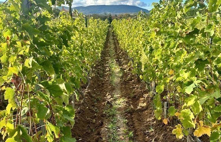 Photo of Domaine Christophe Semaska