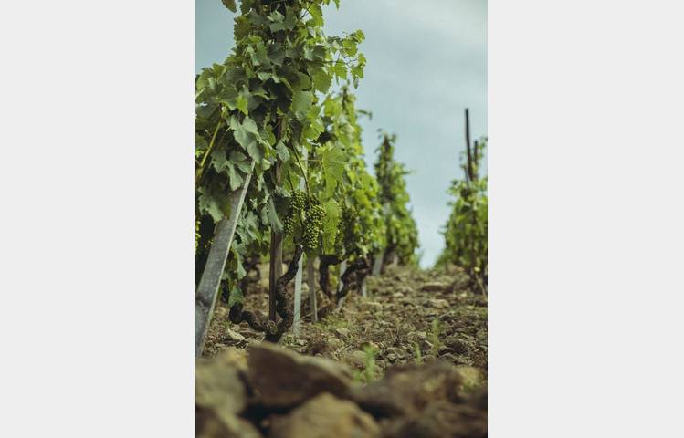image de Domaine Christophe Semaska
