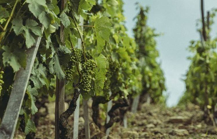 Photo of Domaine Christophe Semaska