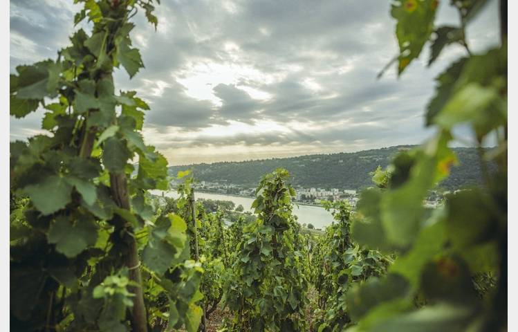 image de Domaine Christophe Semaska
