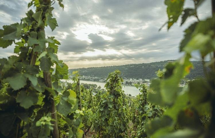 Photo of Domaine Christophe Semaska