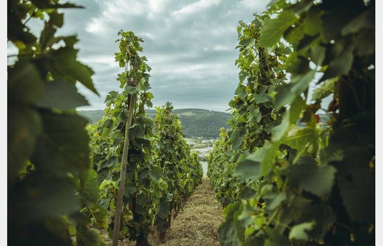 image de Domaine Christophe Semaska
