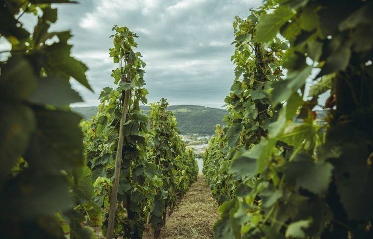 Photo of Domaine Christophe Semaska