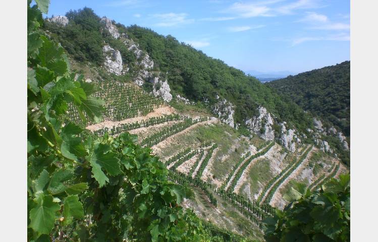 image de Domaine Courbis