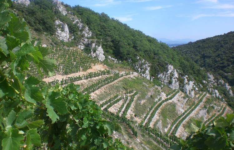 Photo of Domaine Courbis