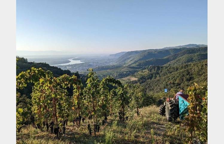 image de Vineyard aperitif at Domaine Goudard & Filles