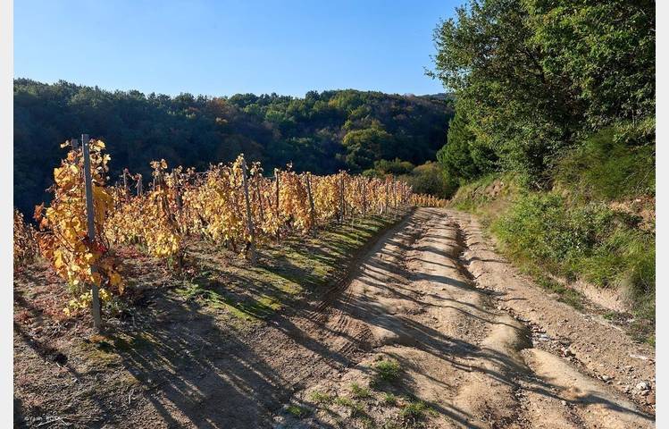 image de Côte-Rôtie Trail