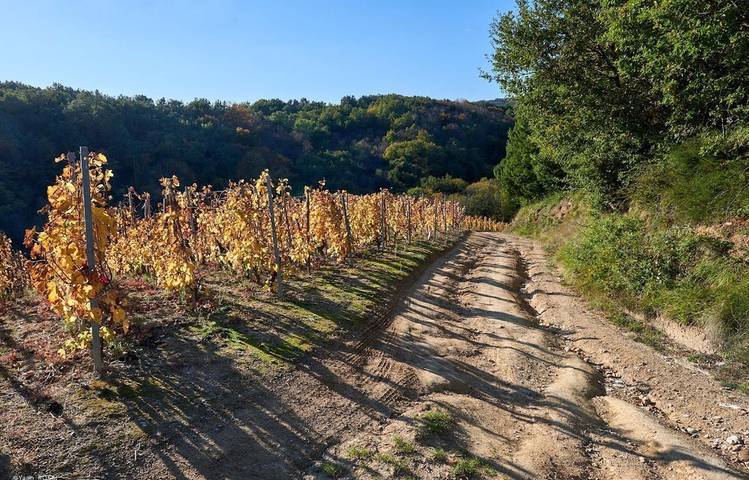 Photo of Trail en Côte-Rôtie