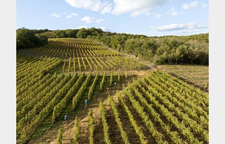 image de Trail en Côte-Rôtie