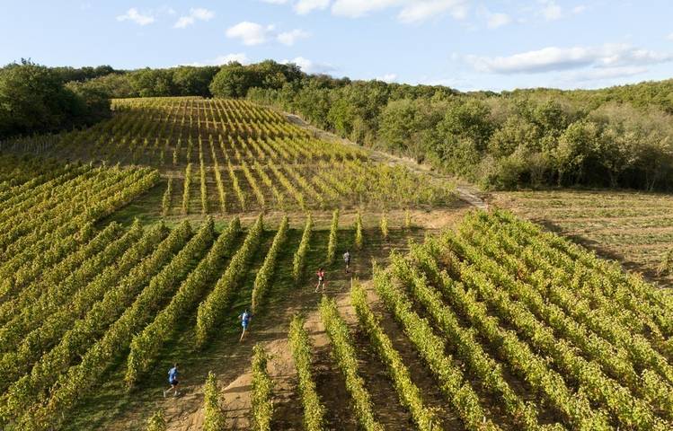 Photo of Trail en Côte-Rôtie
