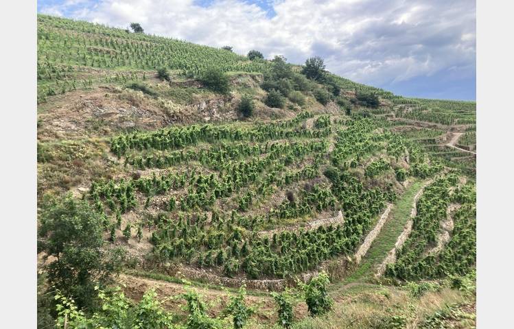 image de Apéro des Coteaux Côte-Rôtie ou Condrieu avec Mr Probus