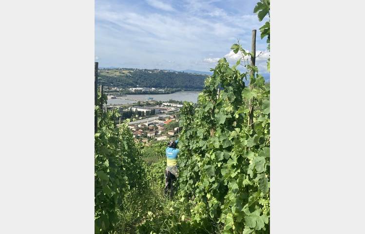 image de Rando & Vin en Côte-Rôtie avec Mr Probus