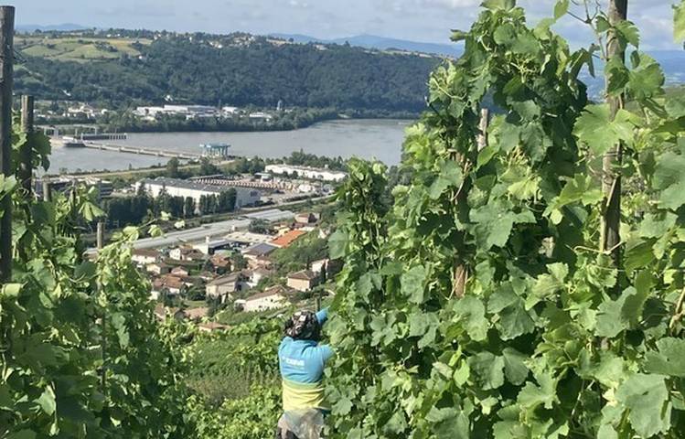 Photo of Rando & Vin en Côte-Rôtie avec Mr Probus